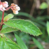 Begonia ulmifolia Willd.